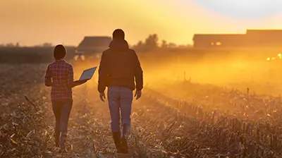 Man and woman walking in a cornfield holding a laptop